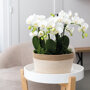 Witte orchideeën in rieten schaal